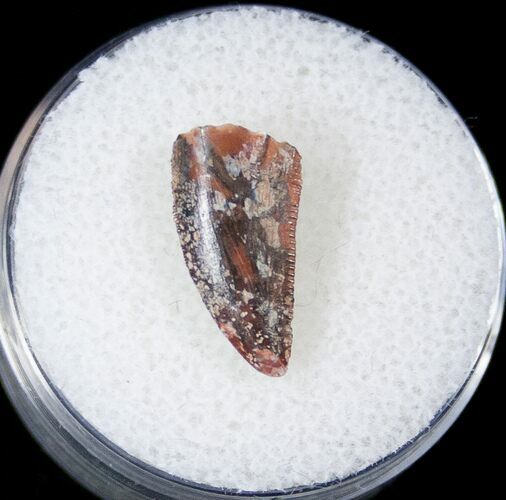Bargain Raptor Tooth From Morocco - #16982